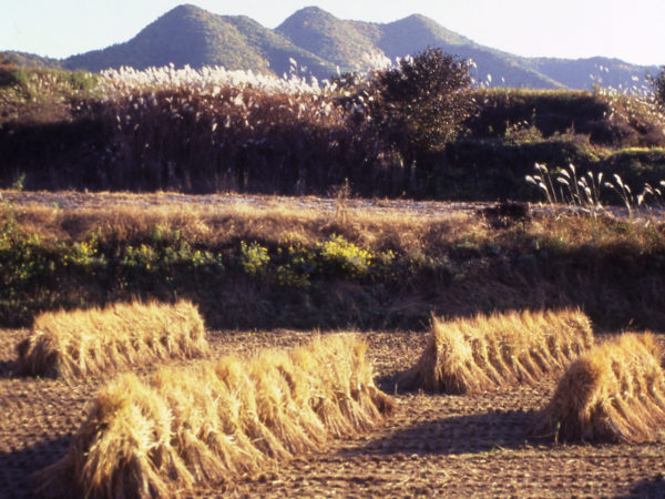 https://learn.aamstage.org/wp-content/uploads/sites/6/2020/01/Harvest_Korea-600x450.jpg 1x, https://learn.aamstage.org/wp-content/uploads/sites/6/2020/01/Harvest_Korea.jpg 2x