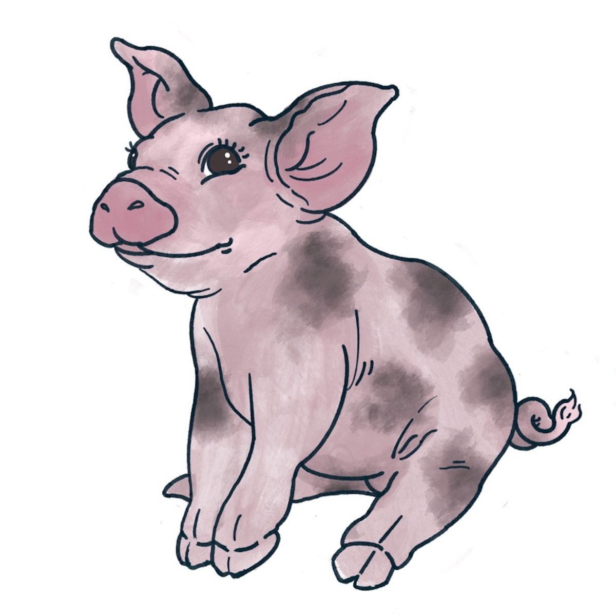 Pig