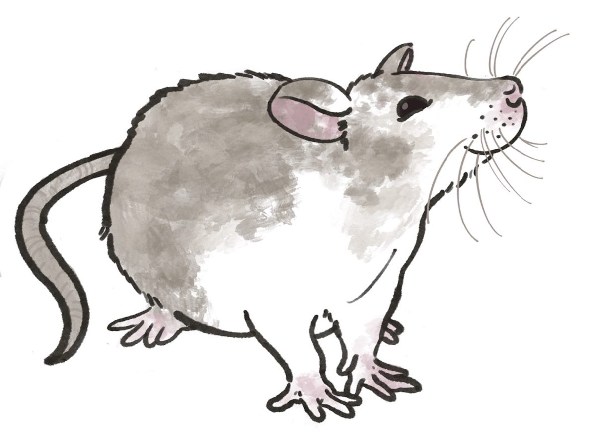 Rat